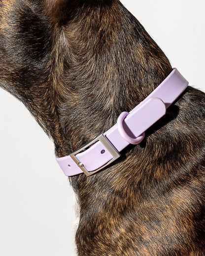 LILAC PURPLE DOG COLLAR