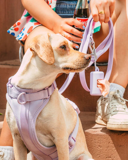 LILAC LEASH