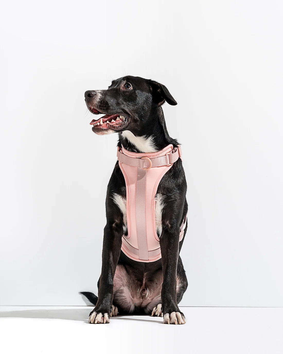 BLUSH HARNESS