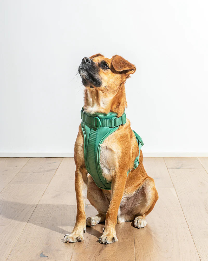 How to put on a greenbrier dog harness best sale