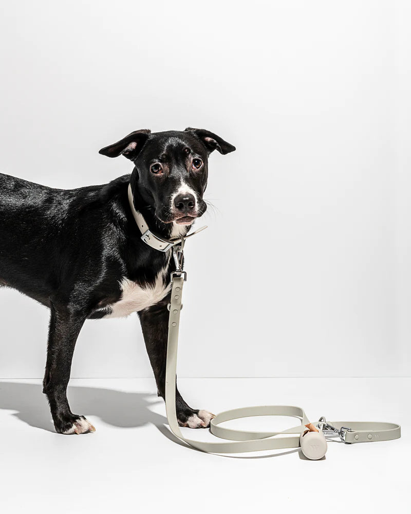 GRAY DOG COLLAR